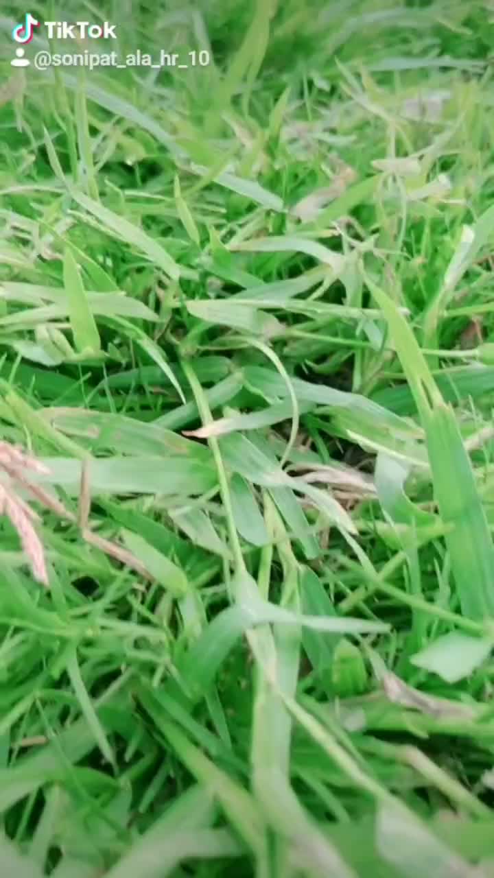 @tarunkharkhodaya