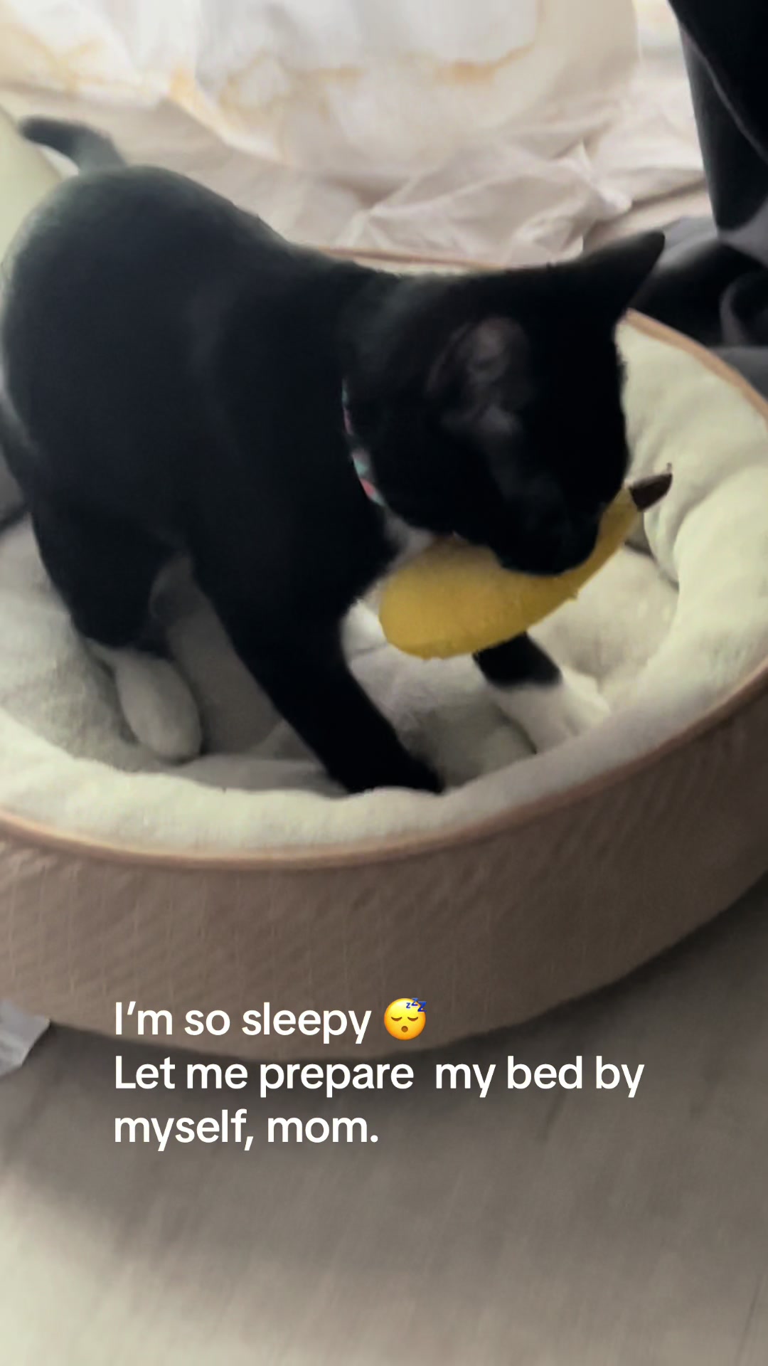 @Ryugyu Cat