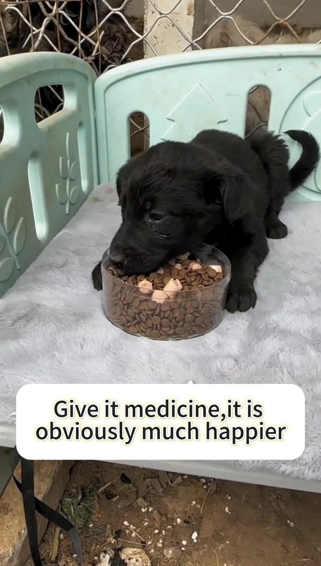 @Cats and dogs