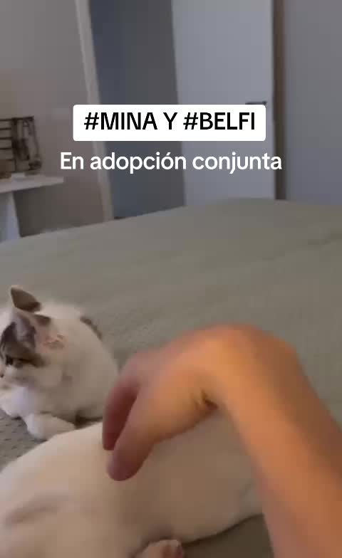 @SOS FELINA TENERIFE