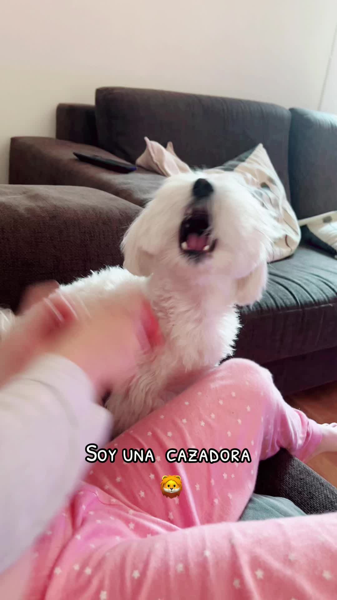 @Darla 🧡🐶🧡