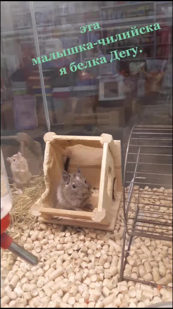 @Тася