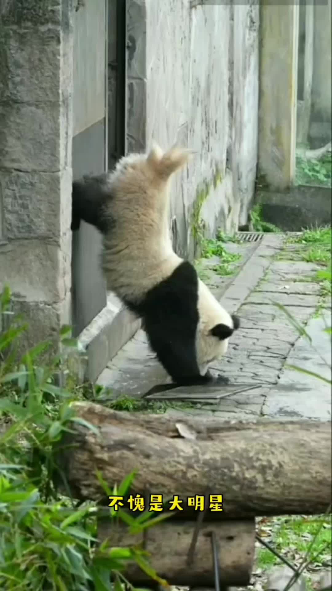 @meowhhcdntb