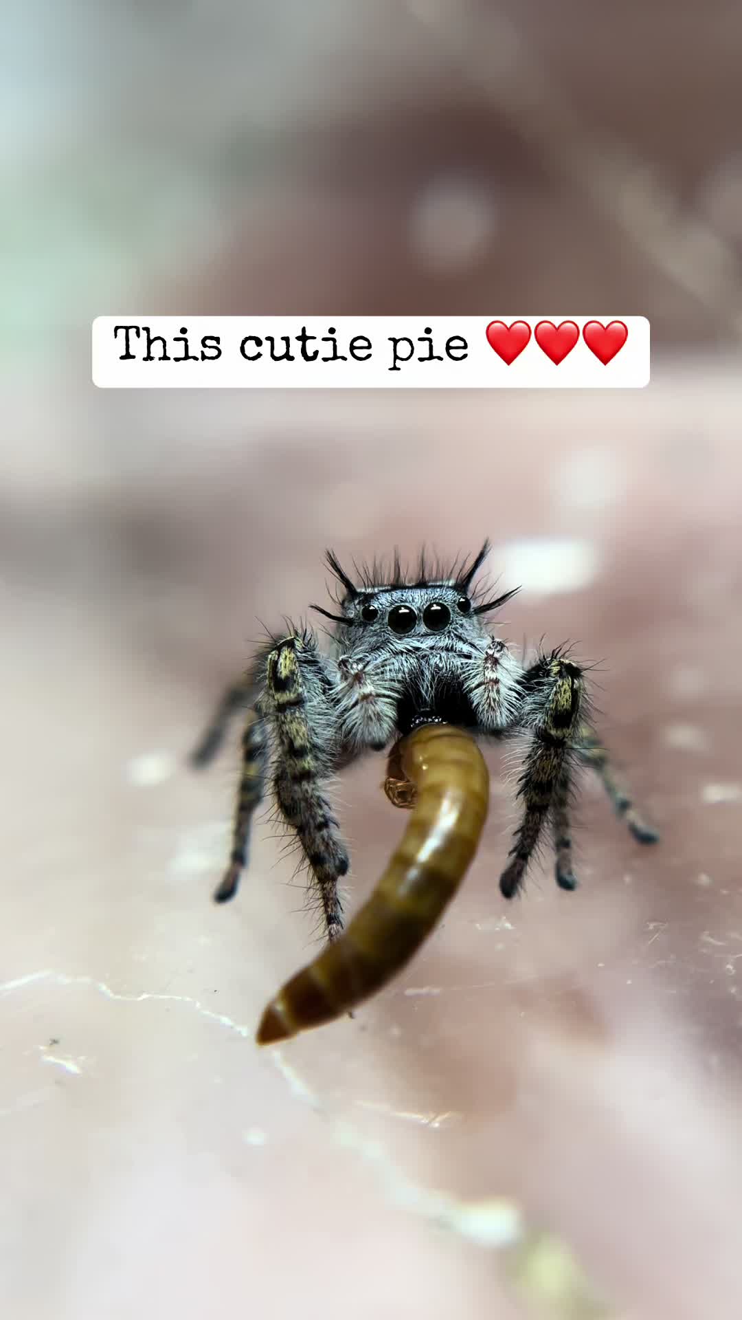 @Itsy Bitsy Friends