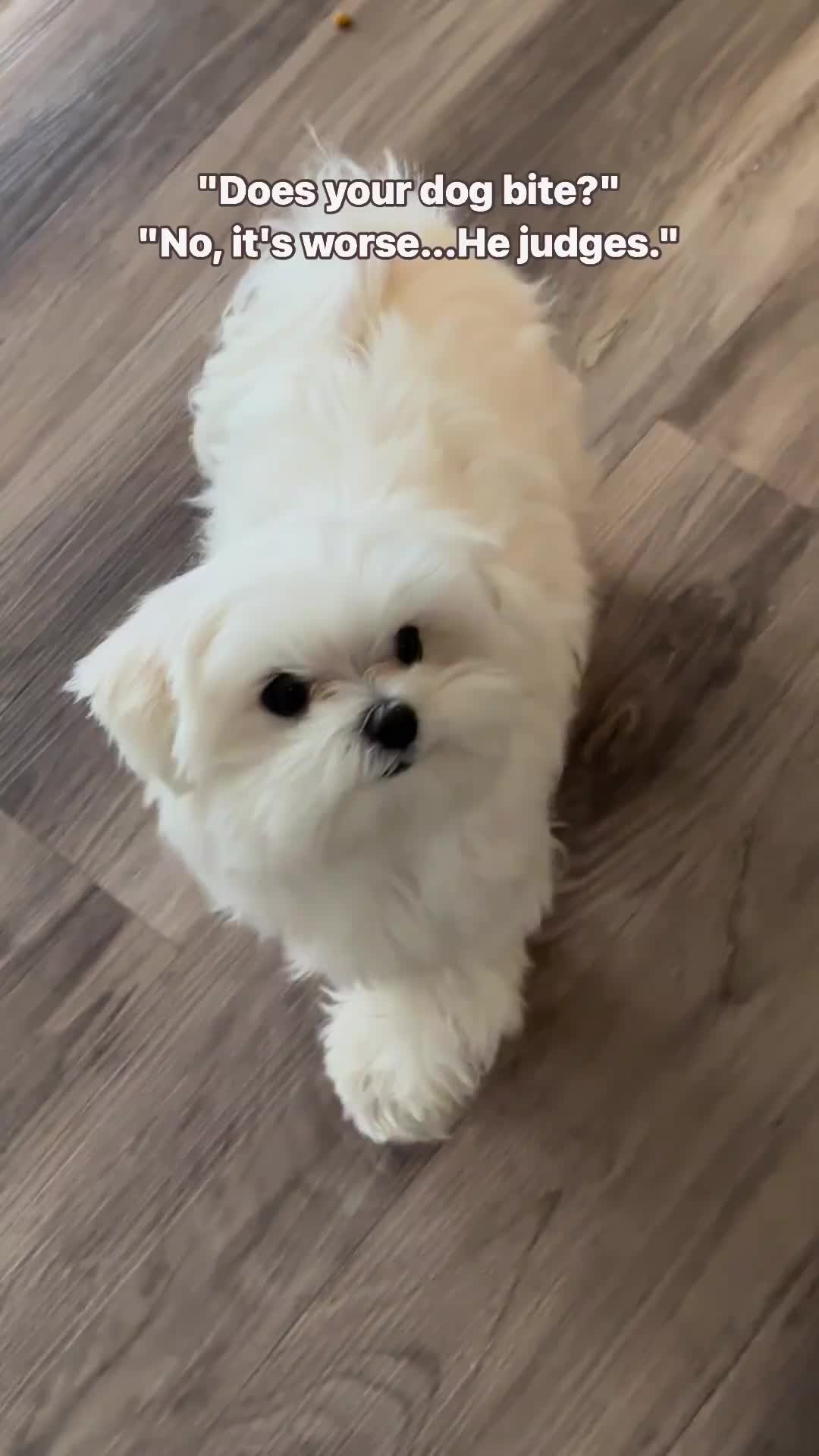 @mildred.the.maltese