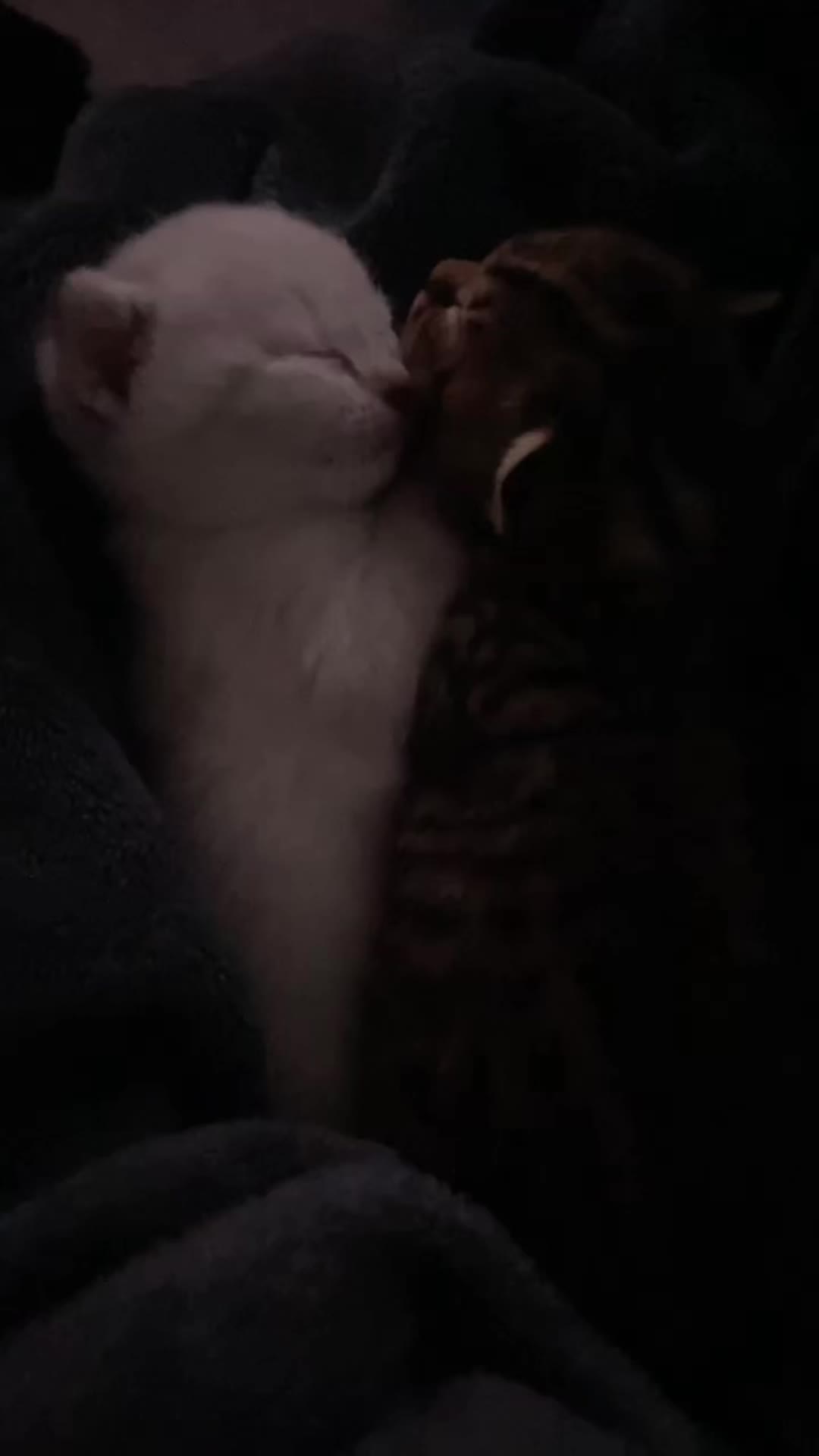 @KITTY