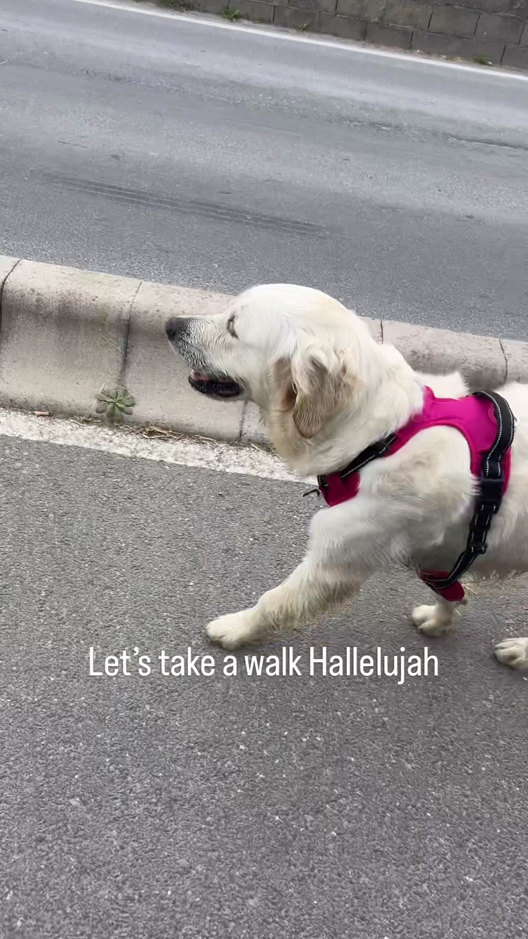 @Golden_OLIVIA.Retriver