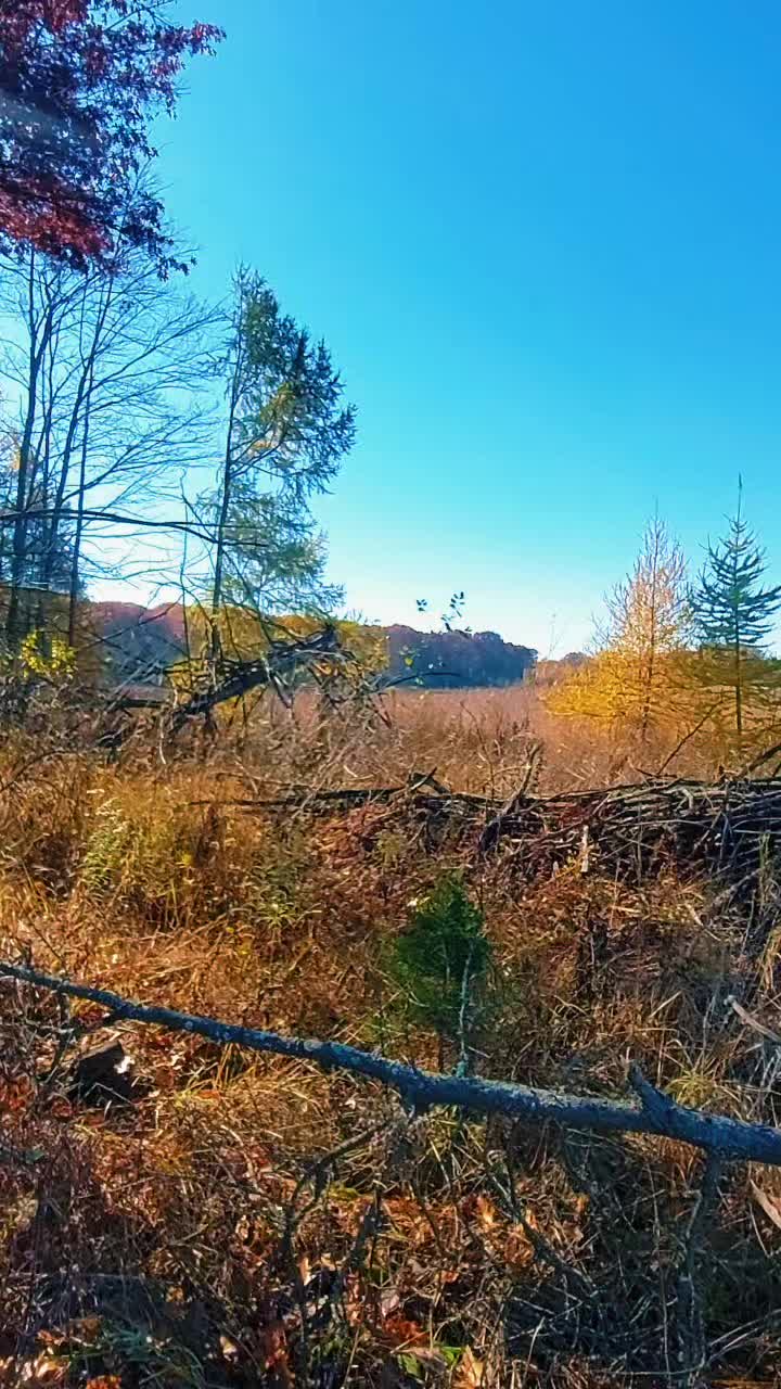 @gratitude lady