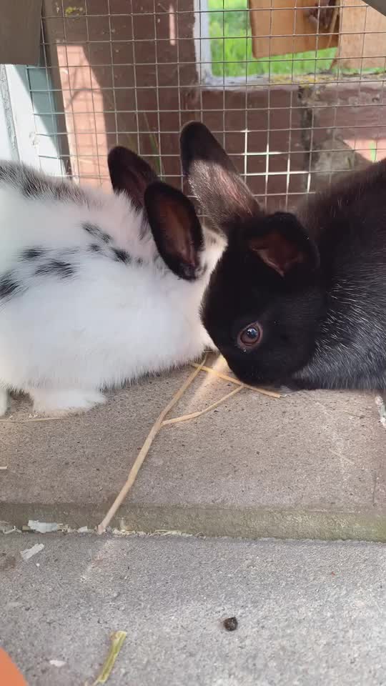 @little.bunny.cuties