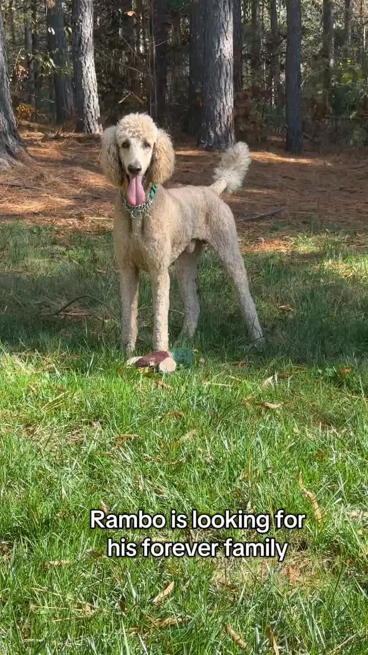 @Happy Tails Rescue, Inc.