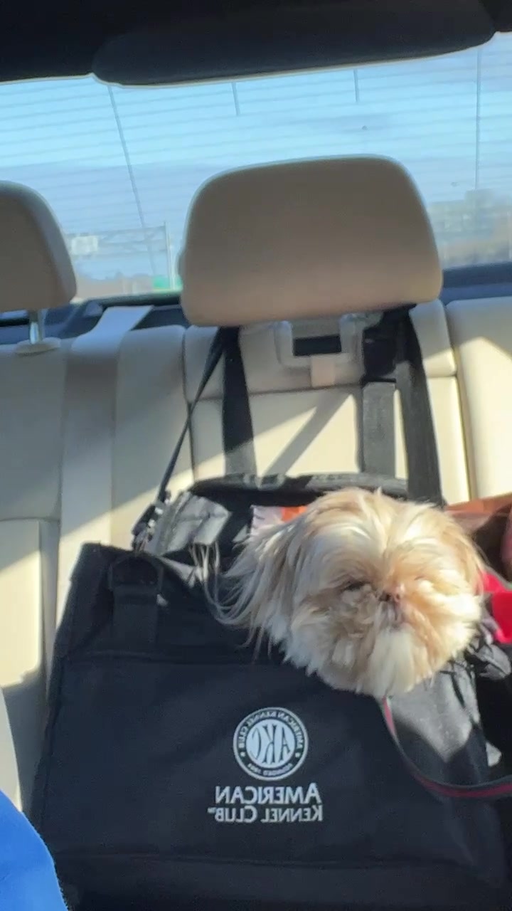 @Dr. Max and Ollie 🐶