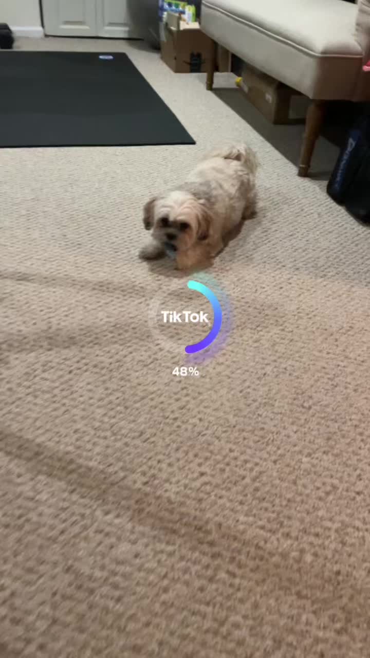 @Cutest K9