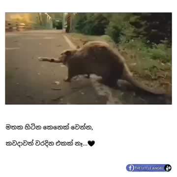 @๐บ๐ป๐ฆเทเทเถธ เถฏเทเทเทเถฏเทเท๐ป๐ผ๐ฆ
