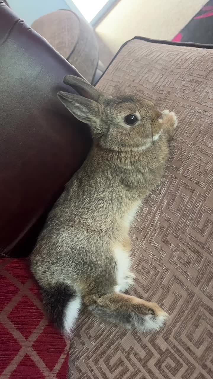 @Bugz_adventures 💙🐰