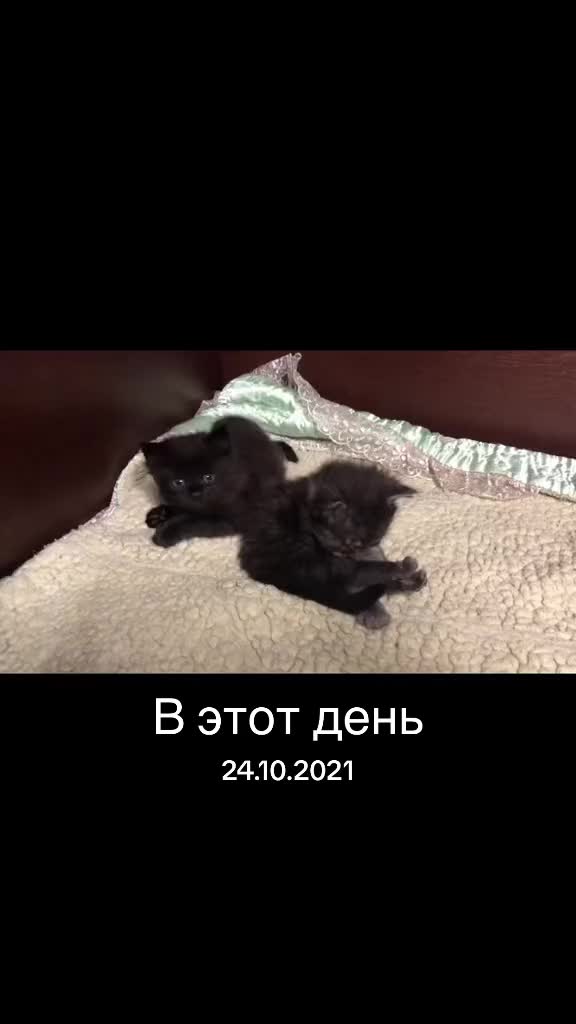 @Lemigans _cattery