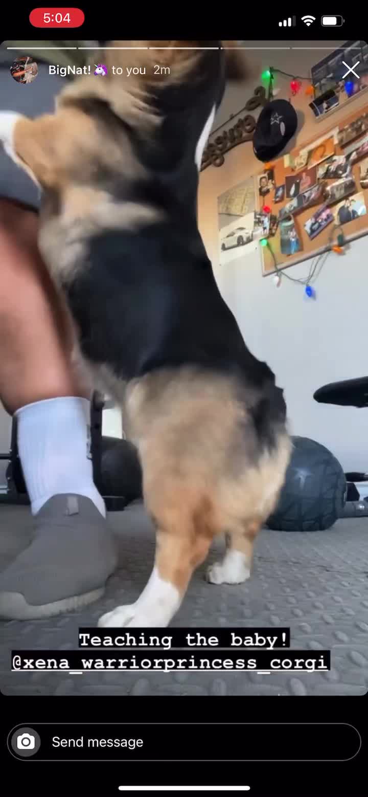 @Xena Warrior Corgi