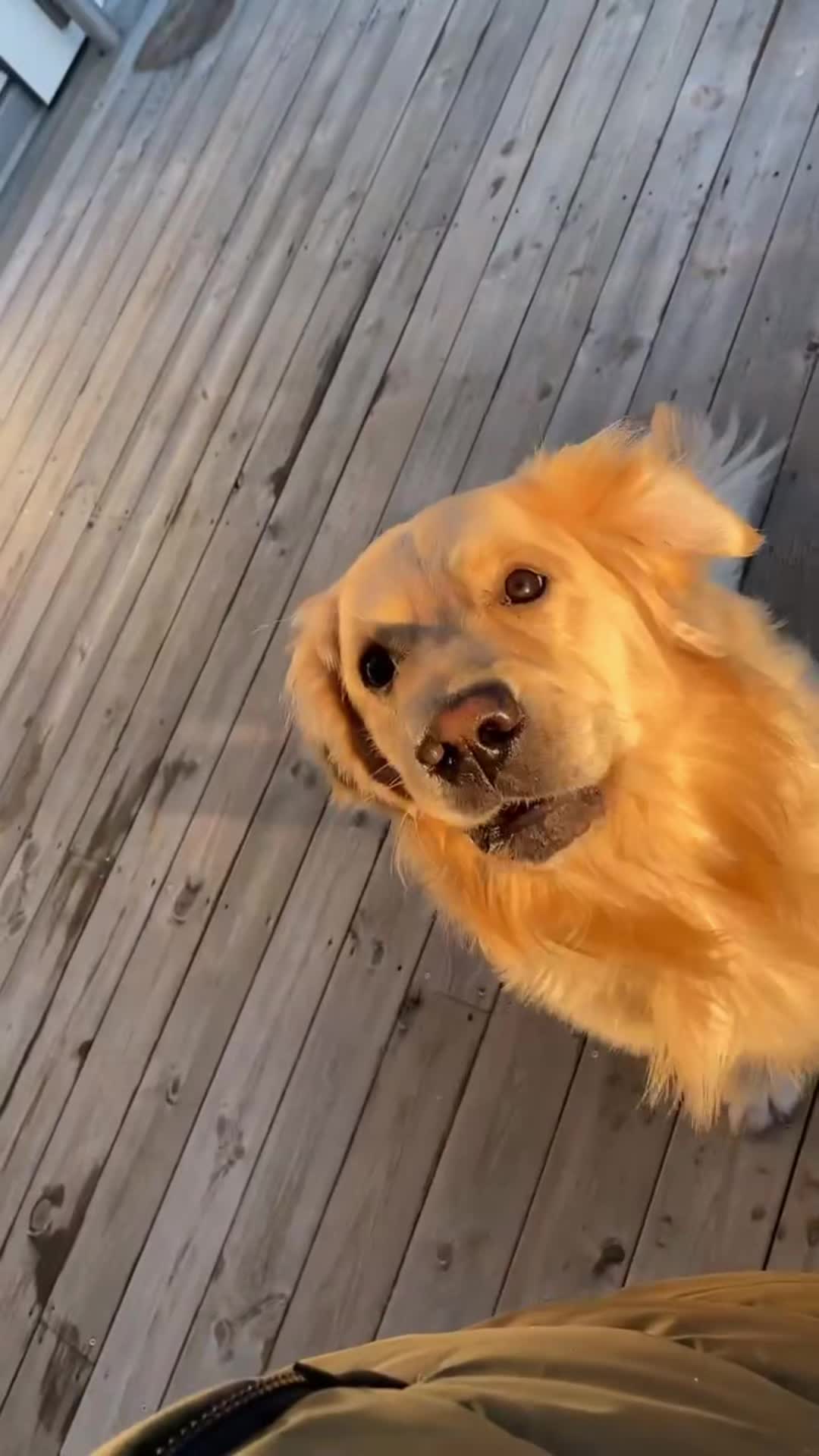 @Pepsi_thegoldenboy