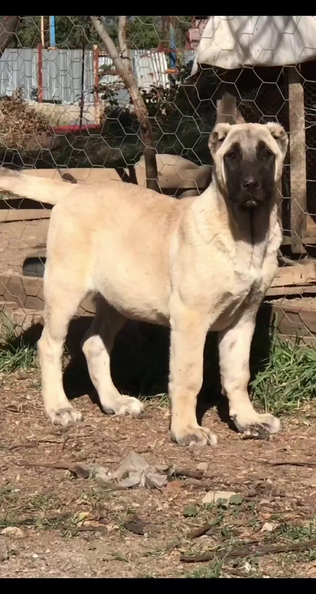 @Razas Caninas