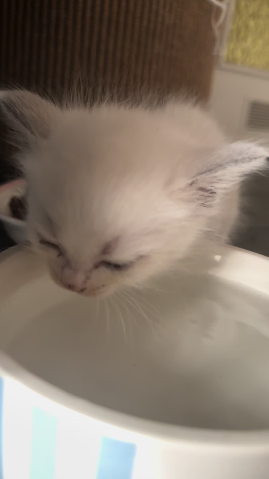 @Ragdoll Kittys🌈🧡🐾