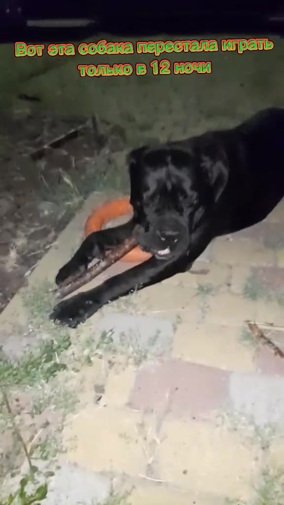 @🐶Dog_tik_tok🐶