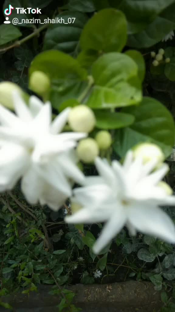 @Nazim Shaikh