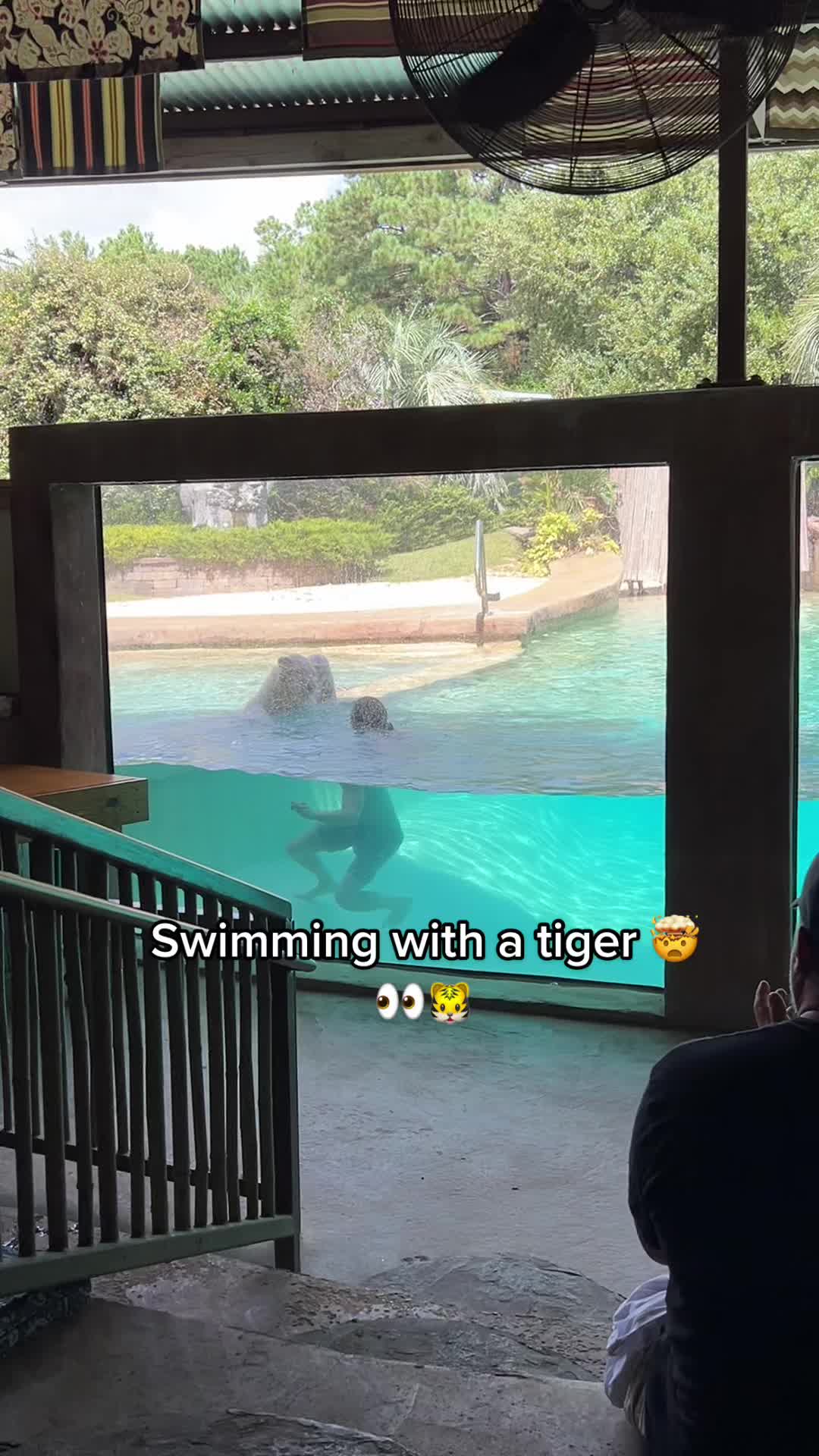 @Myrtle Beach Safari