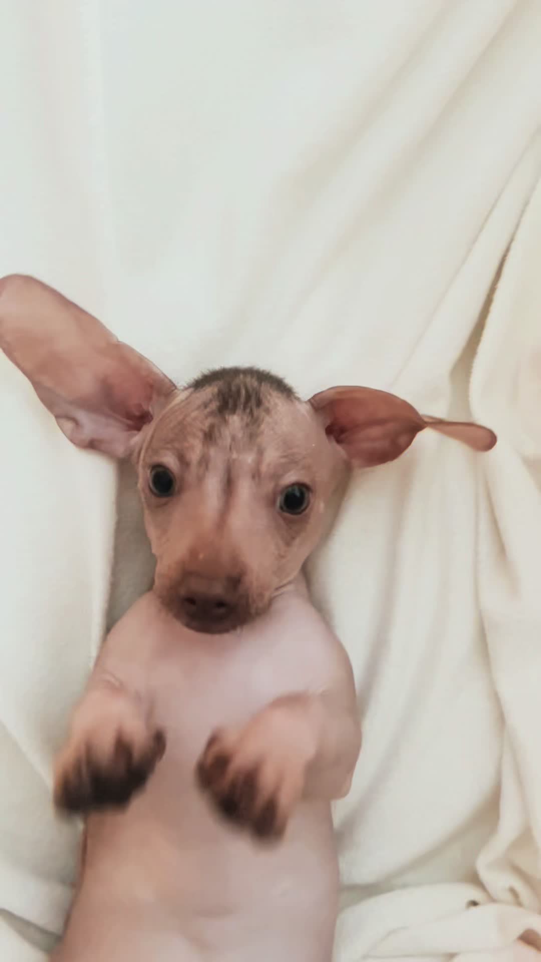 @Softskinpuppies