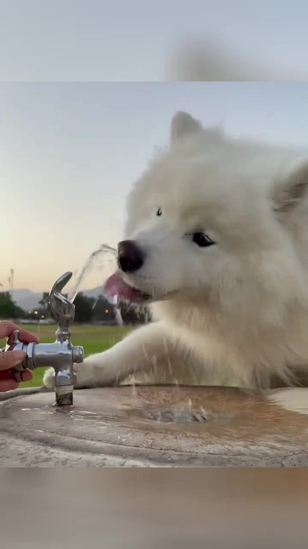 @vdogtv