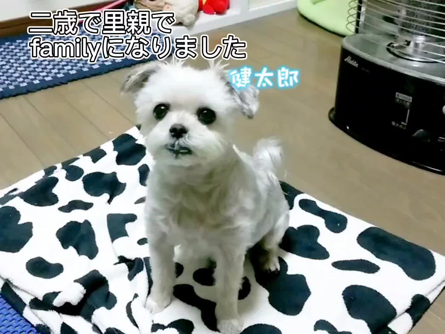 @杏蜜～5dogs and family～