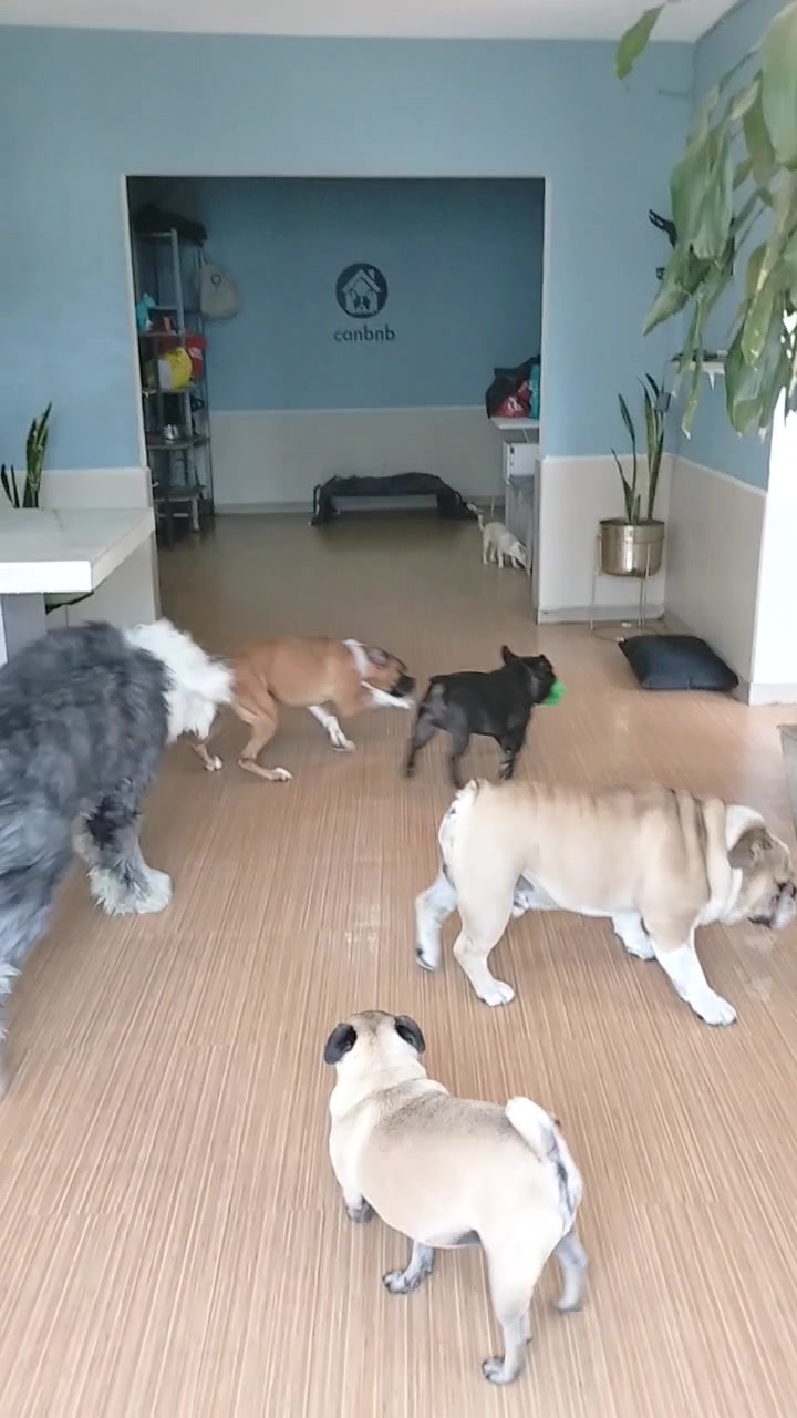 @Canbnb 🐶❤️
