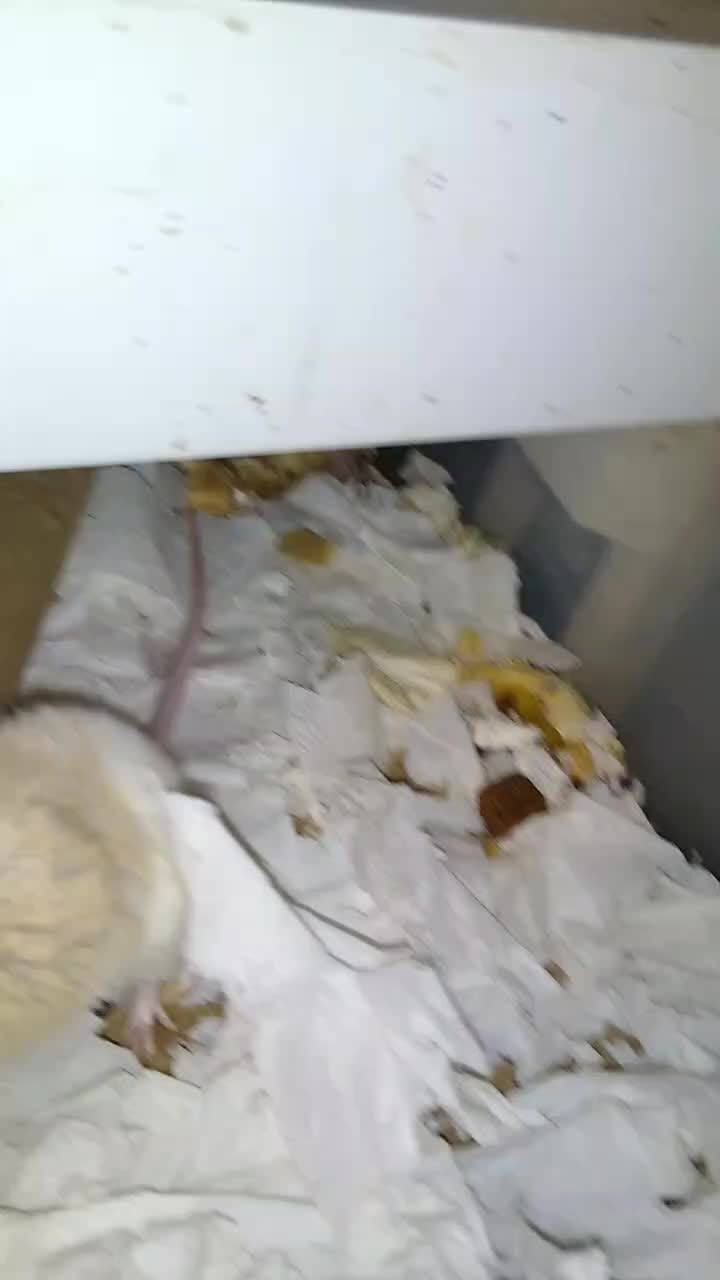 @RodentsToGo