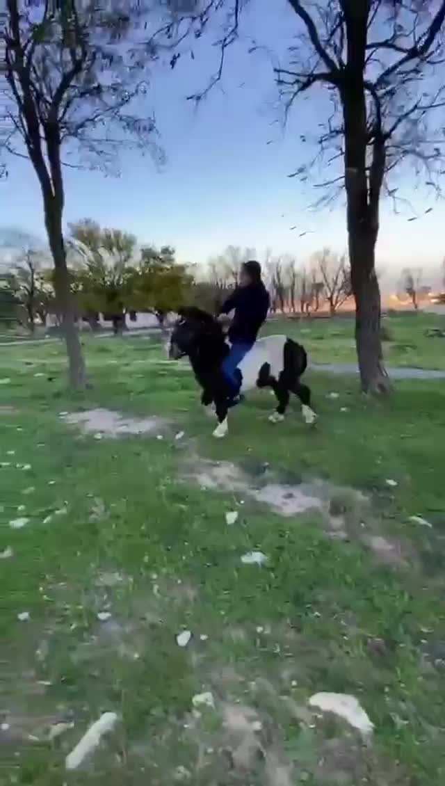 @tarki_horses05