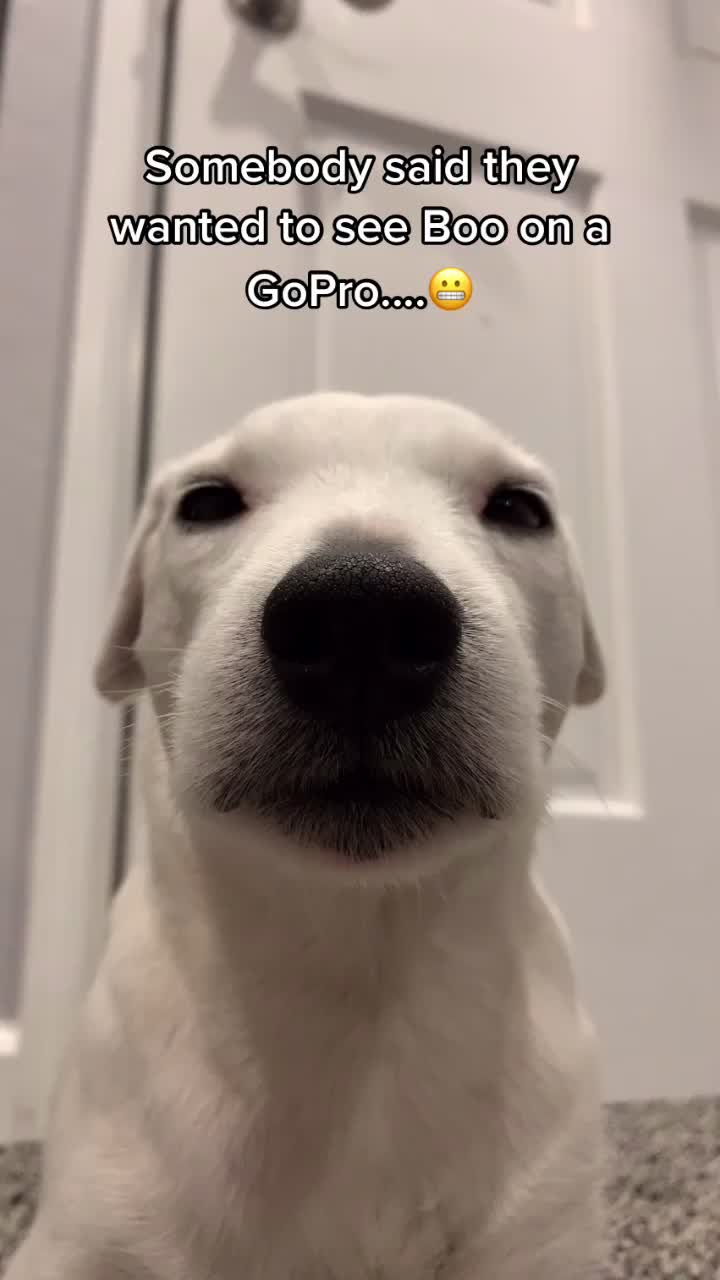 @A dog and his owner
