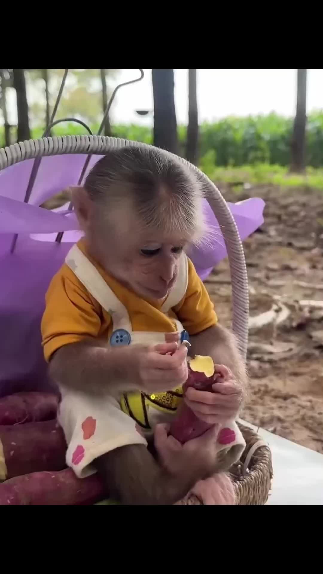 @Cute monkey