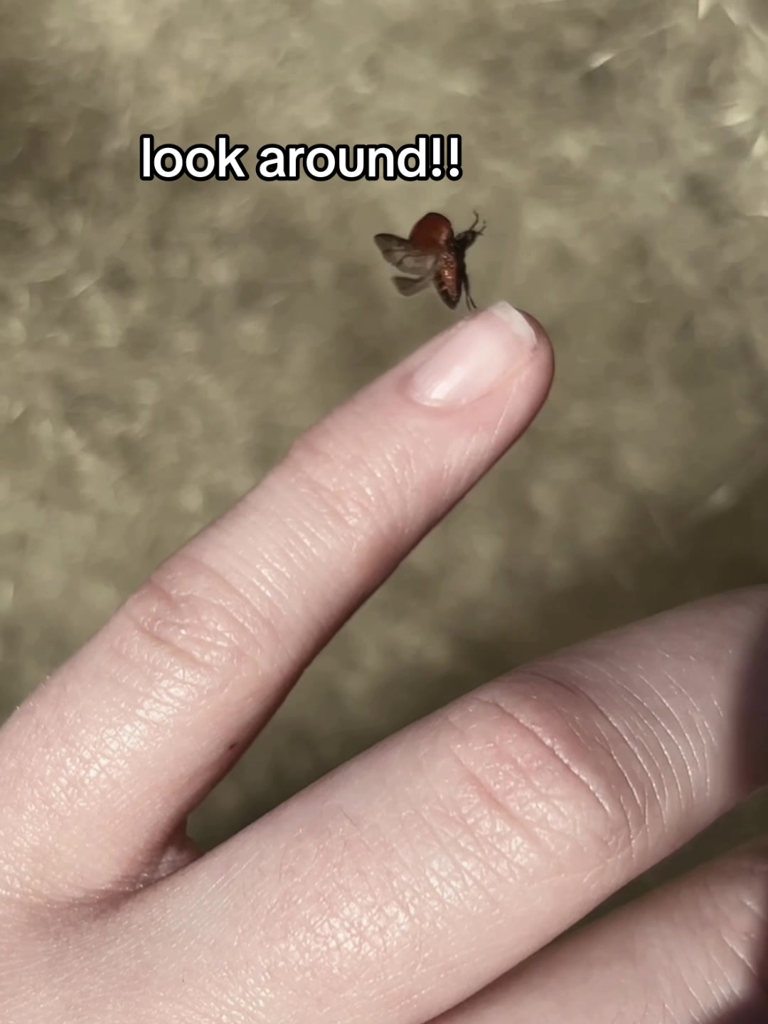 @lena