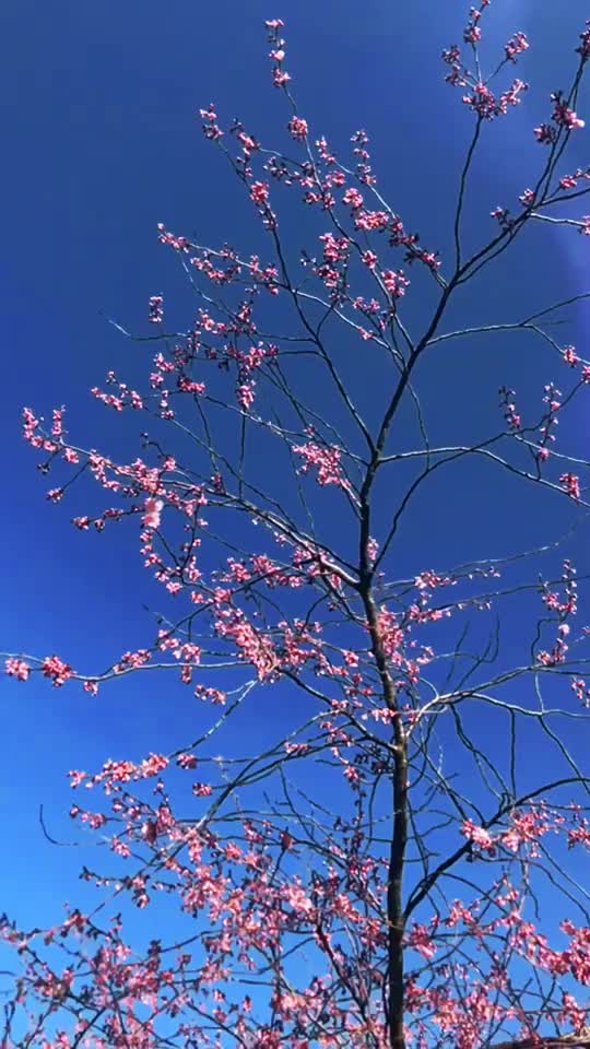 @Aesthetic_vibes_