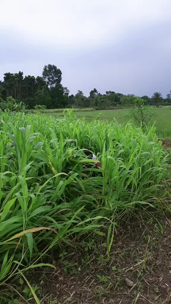 @Bablu Parui Parui
