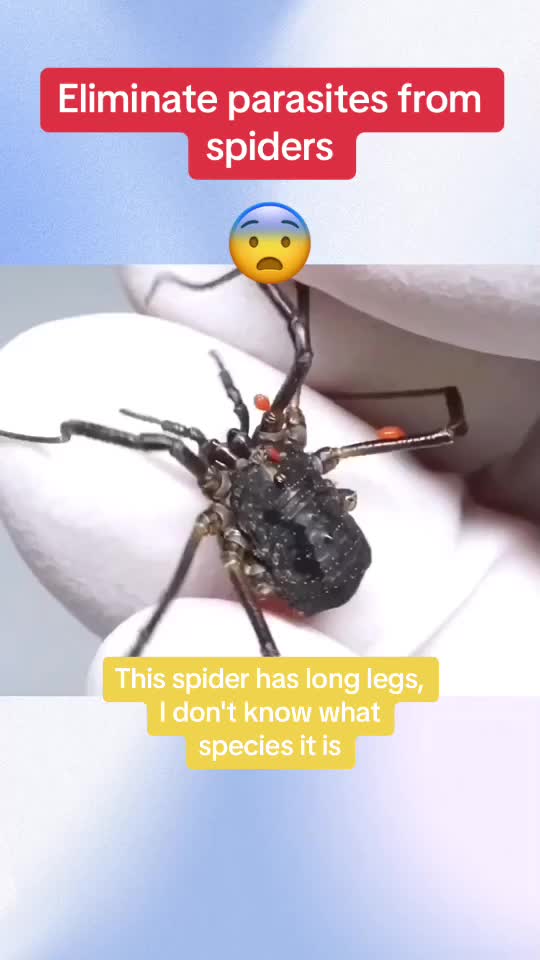 @InsectFlix