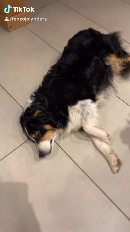 @Chocolats Le Chien