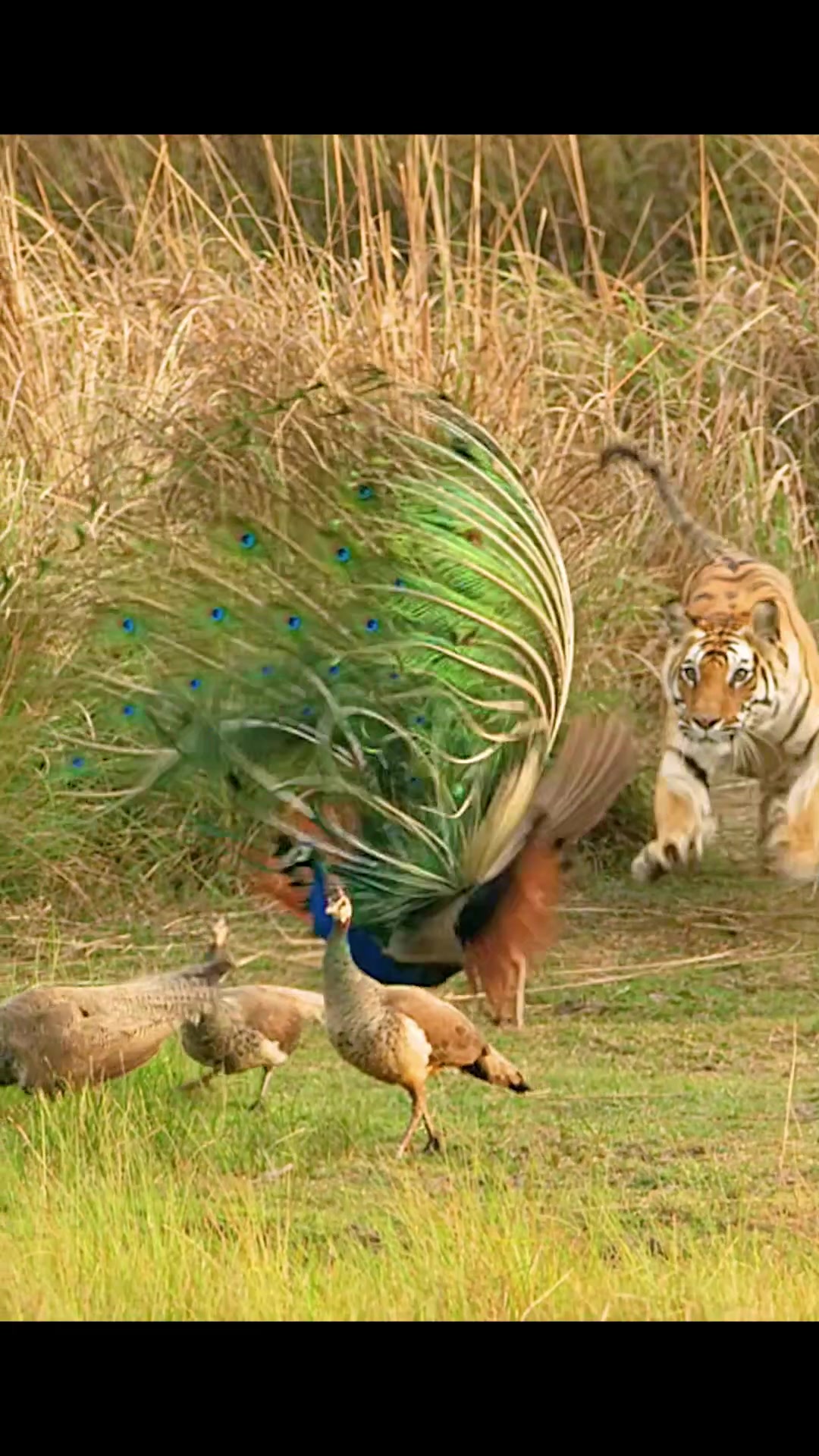 @Animallovers