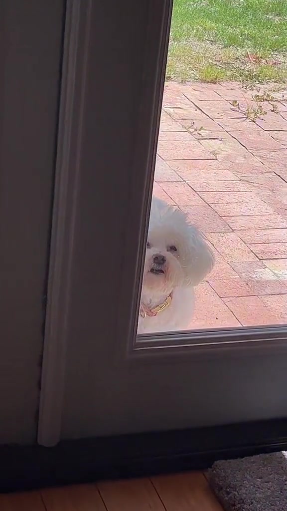 @JojoTheClown
