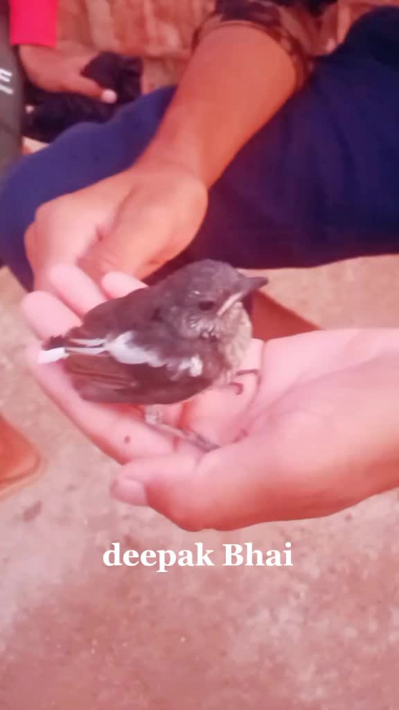 @deepakBhai
