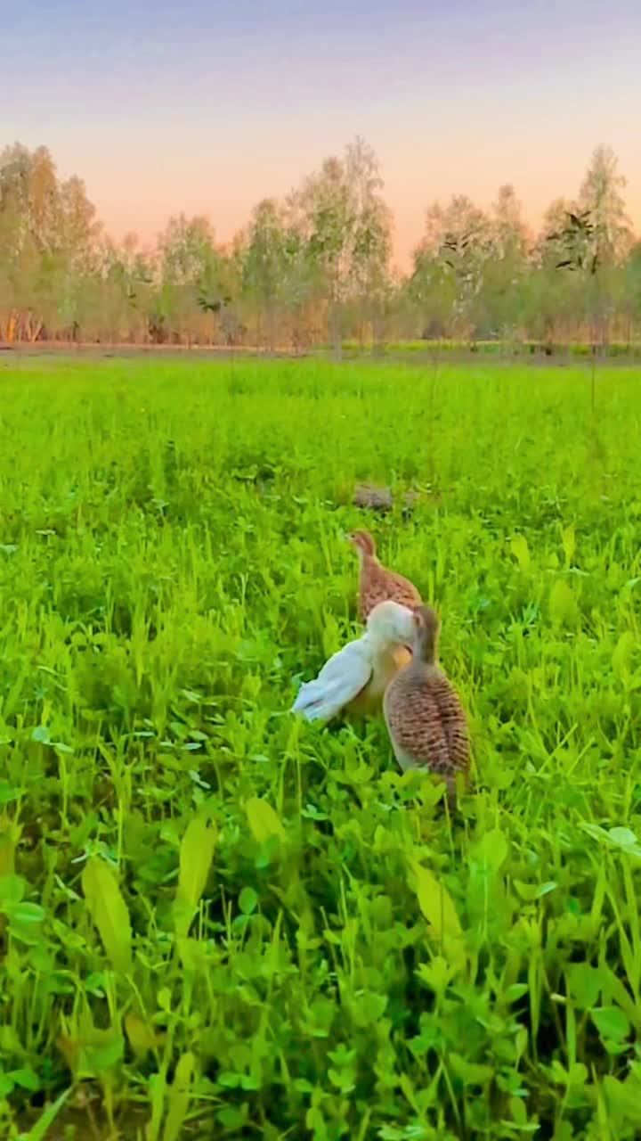 @ʜᴀʀᴏᴏɴ ᴊᴏʏɪᴀ