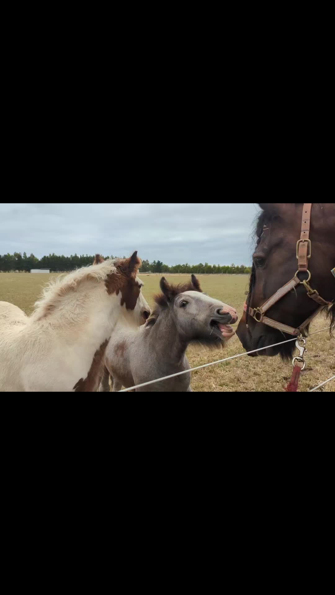 @Faraway Gypsy Horse Stud