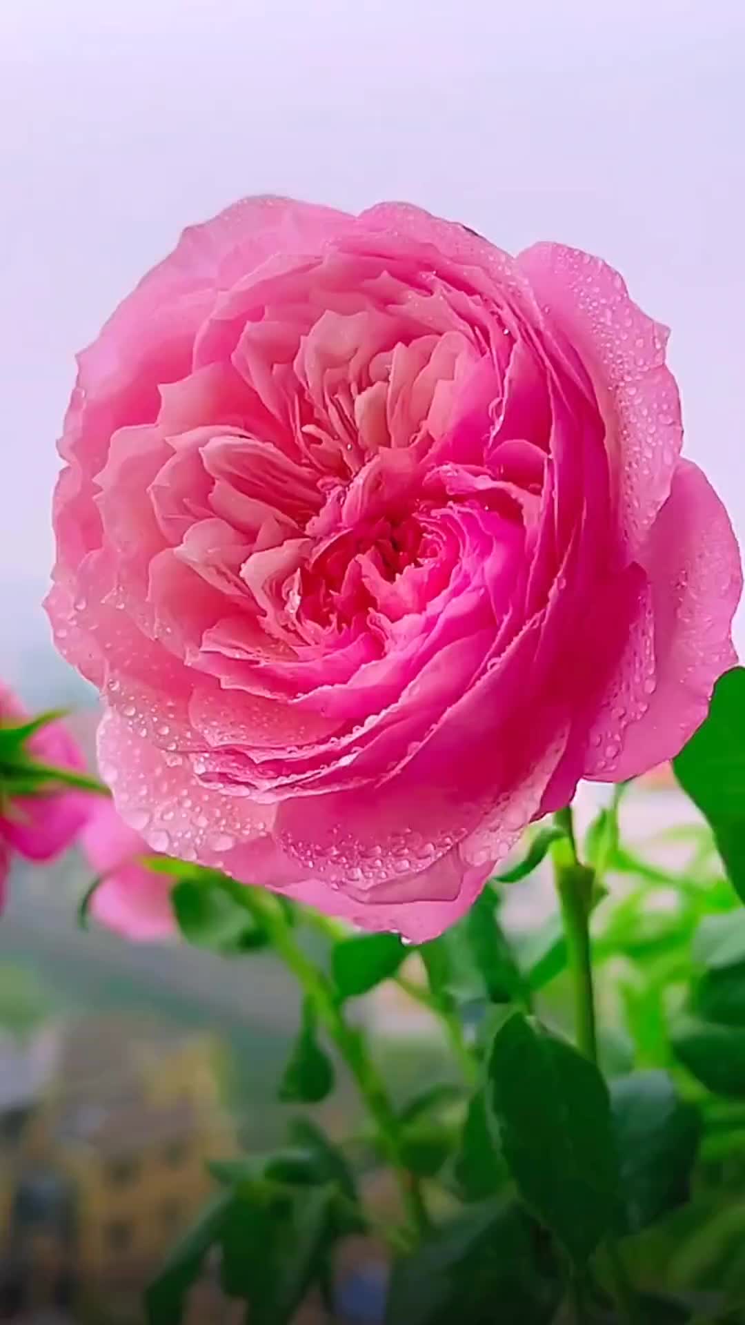 @Beauty sharer