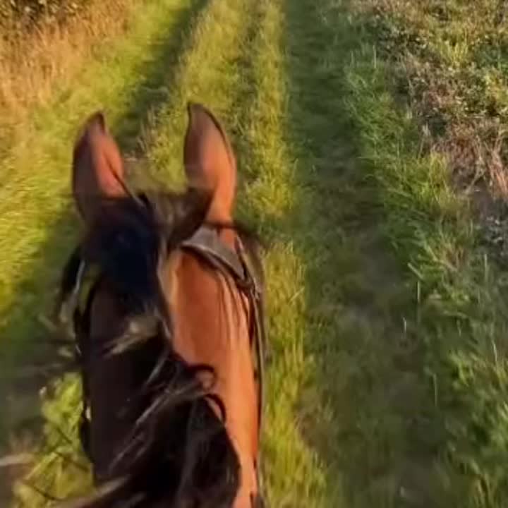 @🏇🏻 нorѕe rιdιng 🏇🏻