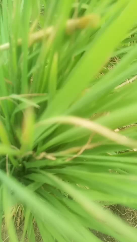 @kakaji3966