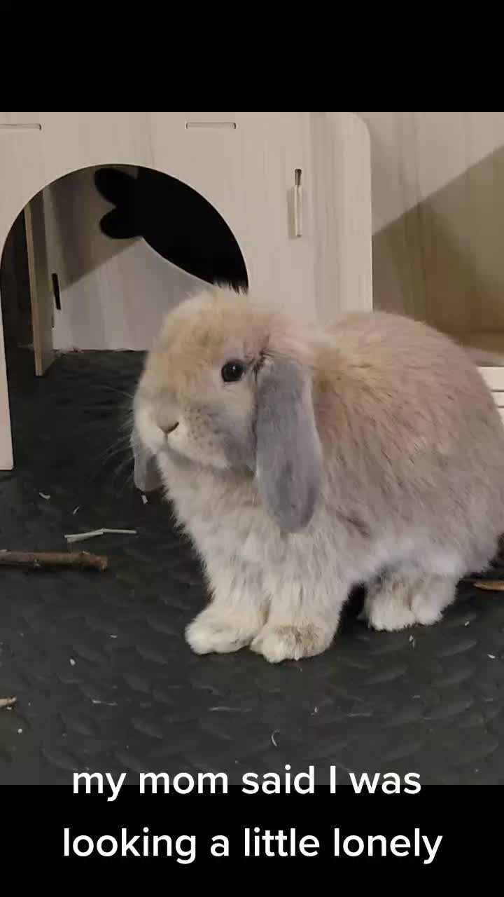 @Hunny Bunny