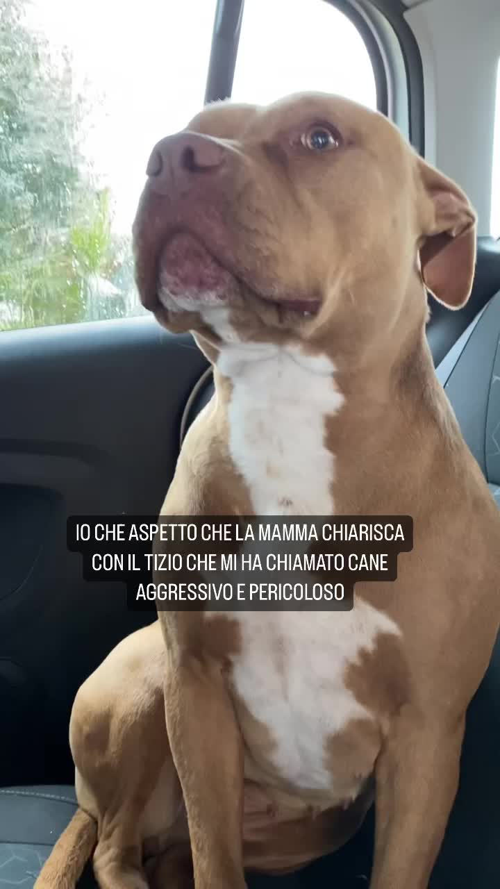 @Dea 🐾