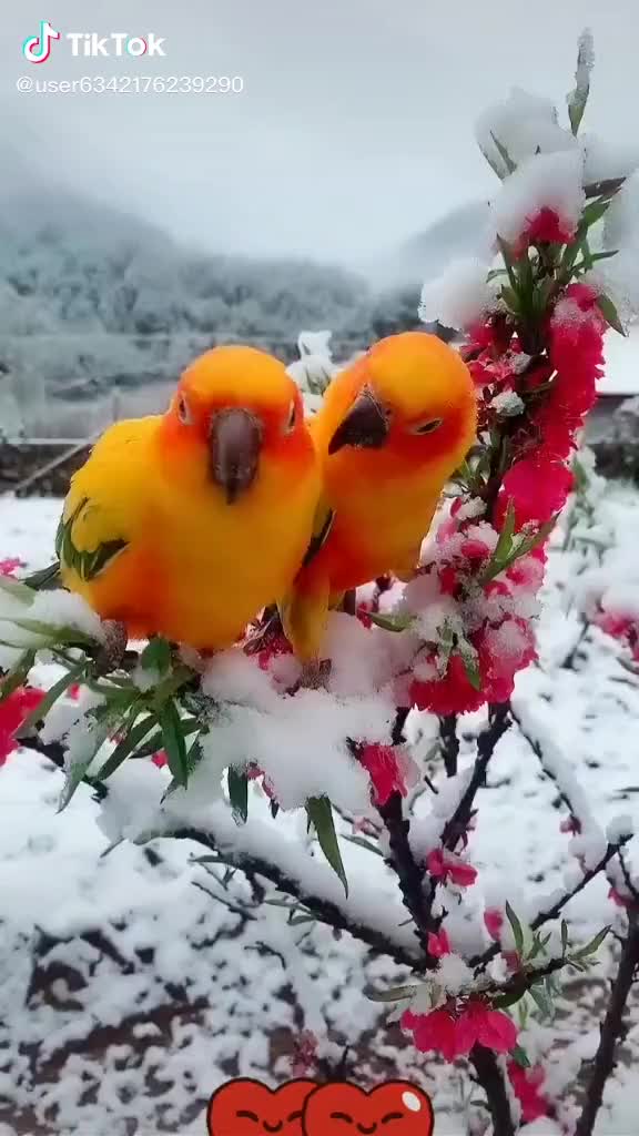 @🌹AJIT KHAN🌹AOVI